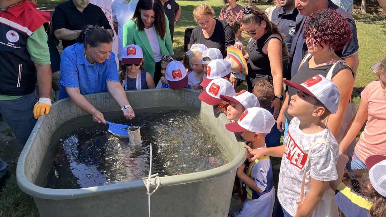 Çanakkale'deki Baraj ve Göletlere Milyonlarca Sazan Yavrusu Salındı