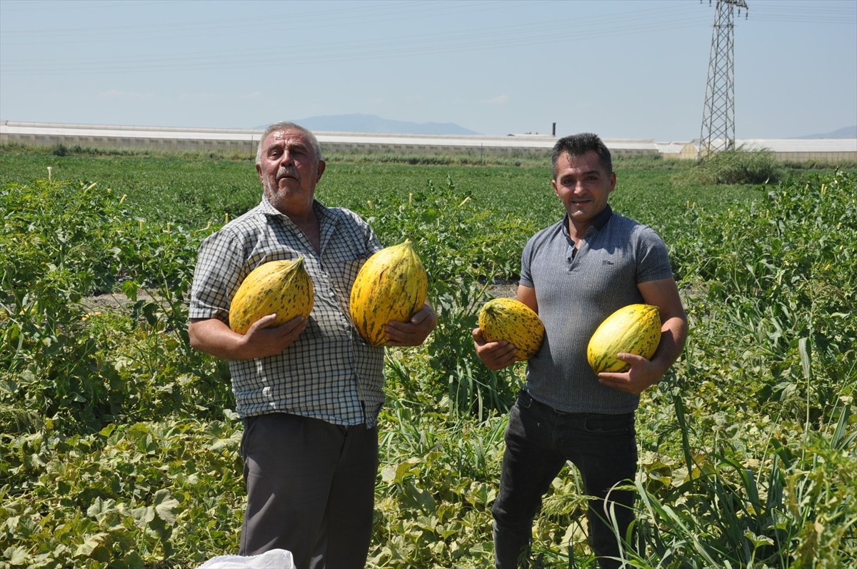 Manisa'nın Salihli’de 3 ortak çiftçi, umduğu fiyatı alamayınca tarlasındaki yaklaşık 600 ton kavun...