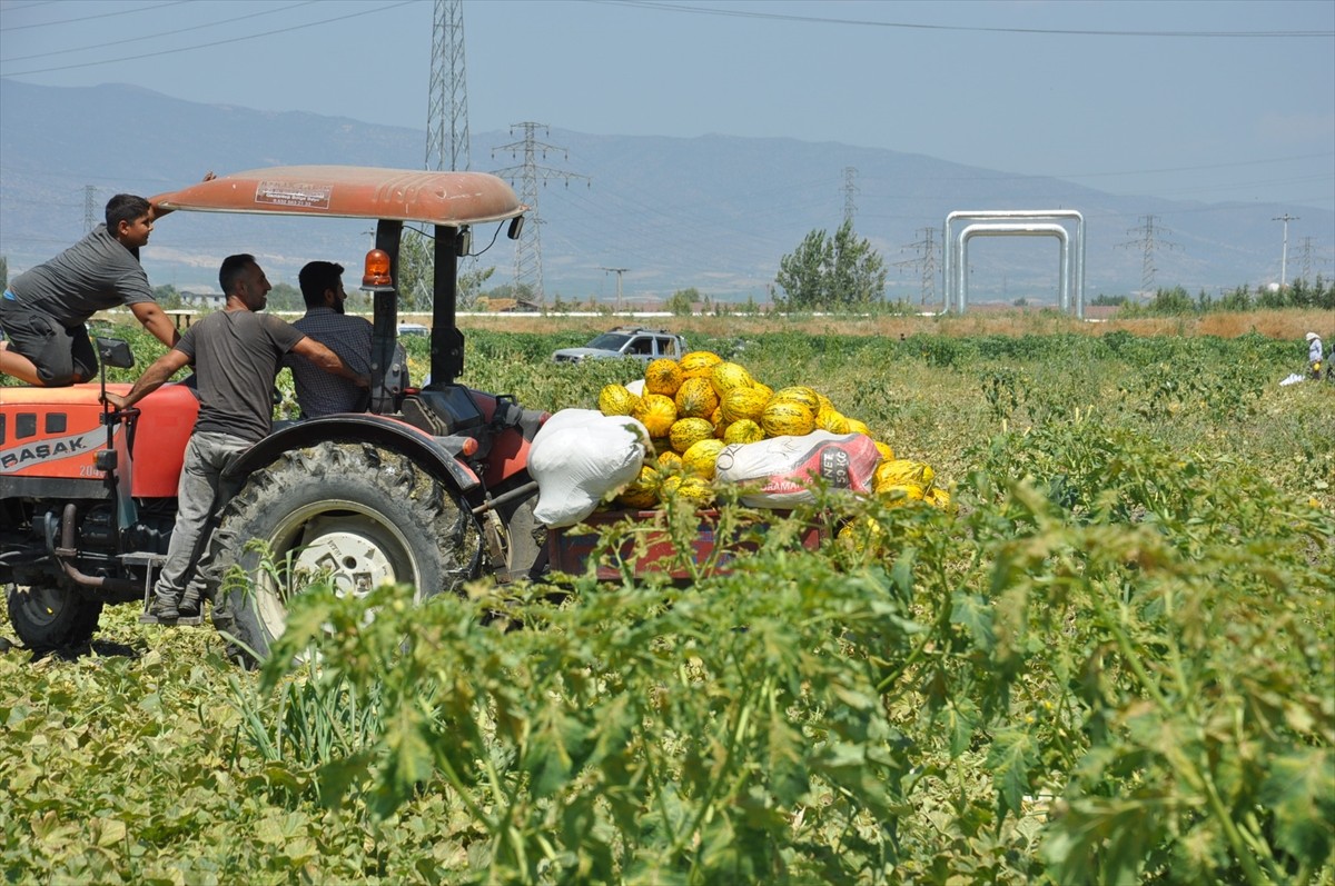 Manisa'nın Salihli’de 3 ortak çiftçi, umduğu fiyatı alamayınca tarlasındaki yaklaşık 600 ton kavun...