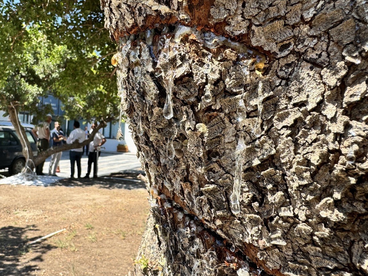 AK Parti İzmir Milletvekili Ceyda Bölünmez Çankırı (sağ 4) ile İzmir Tarım ve Orman İl Müdürü...