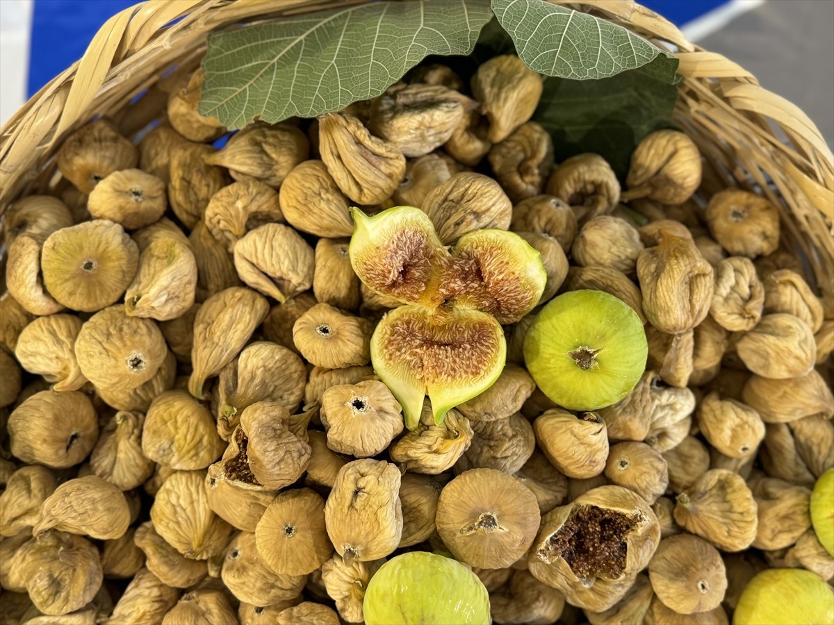 Türkiye'de kuru incir üretiminin en önemli merkezi Aydın'da, sezonun ilk ürünü, Aydın Ticaret...