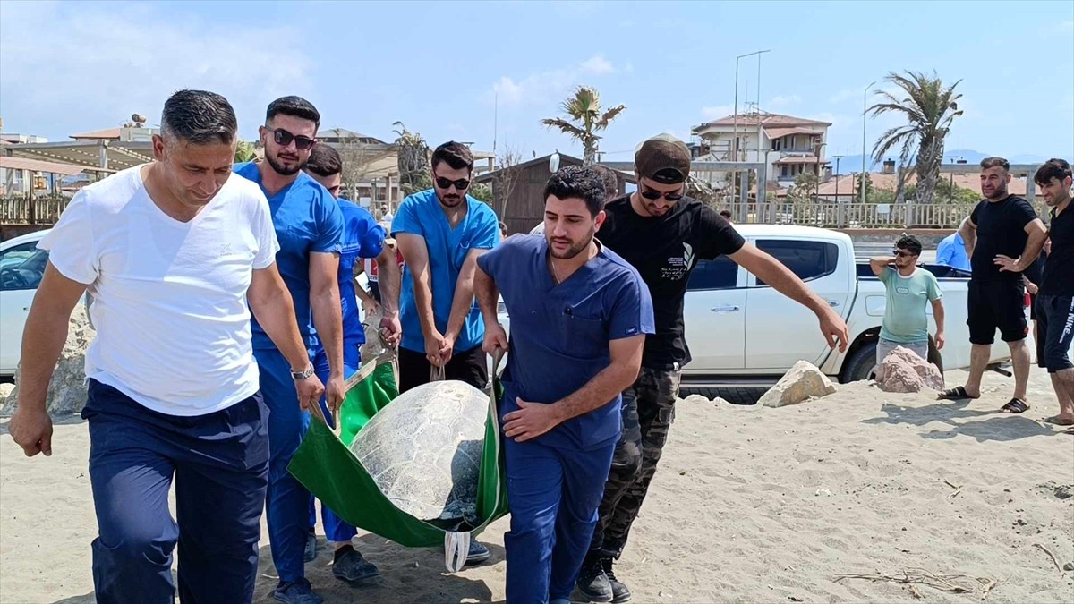 Hatay'ın Samandağ ilçesinde, çeşitli nedenlerle gördükleri tedavileri tamamlanan 4 yeşil deniz...