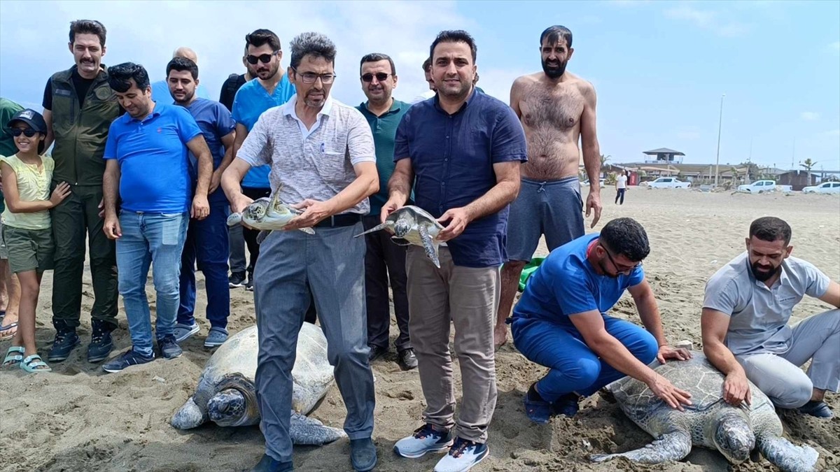 Hatay'ın Samandağ ilçesinde, çeşitli nedenlerle gördükleri tedavileri tamamlanan 4 yeşil deniz...