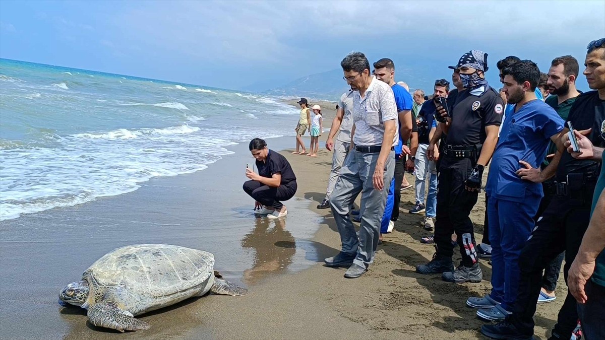 Hatay'ın Samandağ ilçesinde, çeşitli nedenlerle gördükleri tedavileri tamamlanan 4 yeşil deniz...