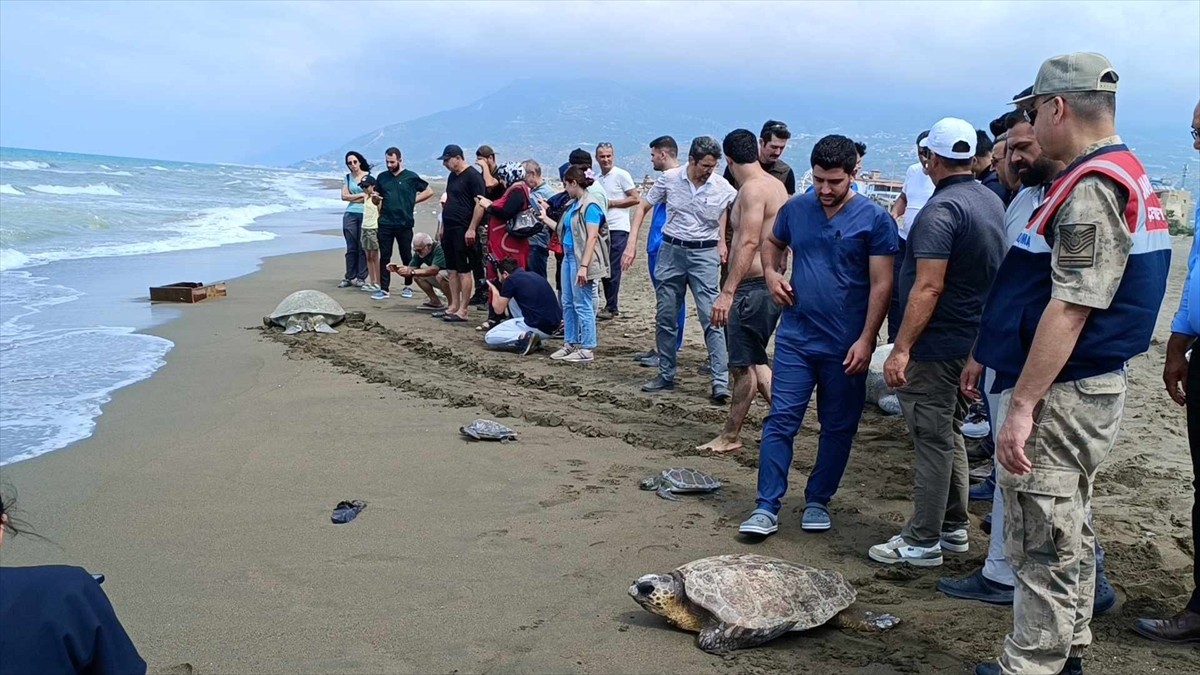 Hatay'ın Samandağ ilçesinde, çeşitli nedenlerle gördükleri tedavileri tamamlanan 4 yeşil deniz...