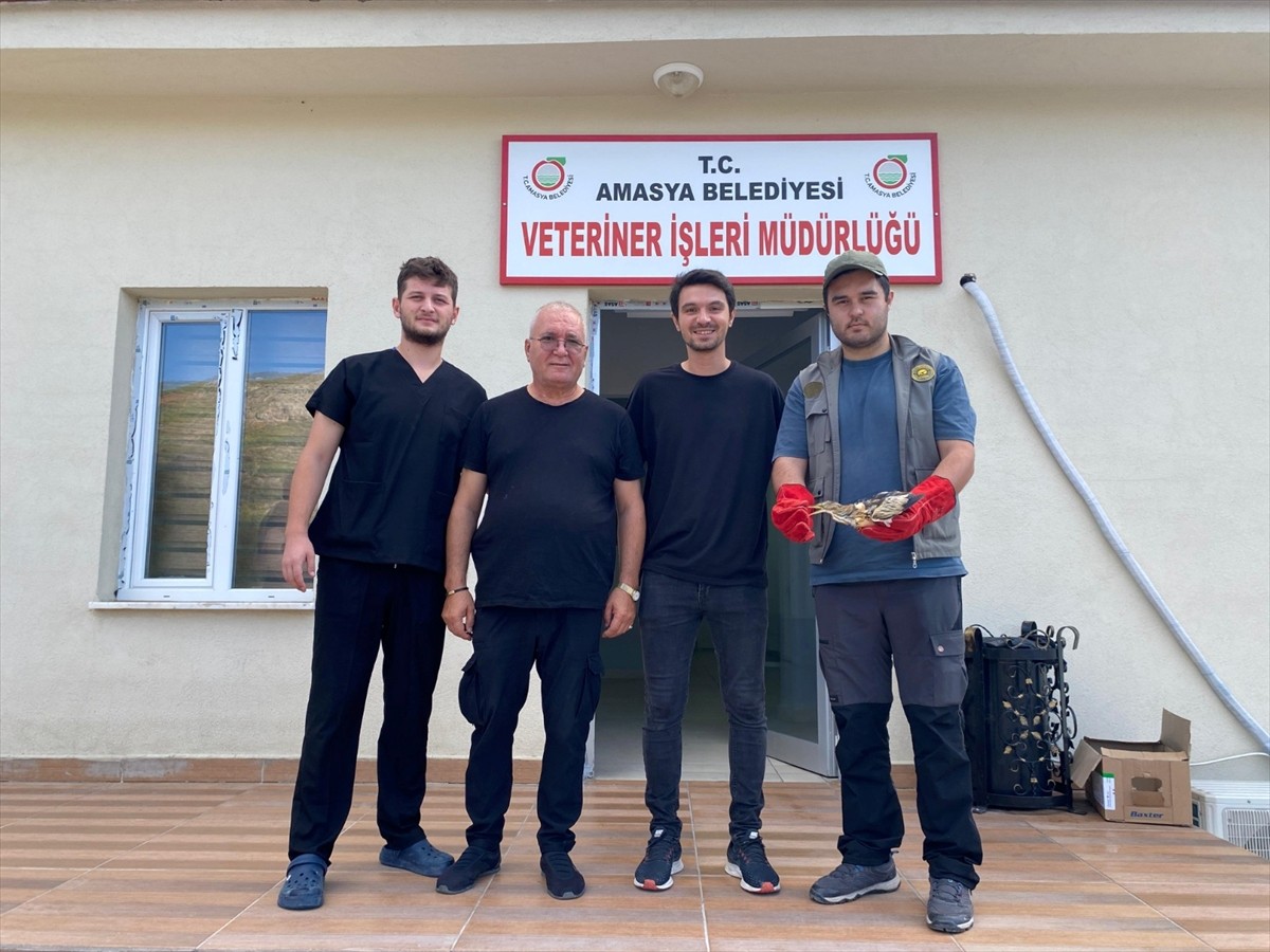 Amasya'da yaralı bulunan nesli tükenme tehlikesi altındaki balaban kuşu, Amasya Belediyesi Hayvan...