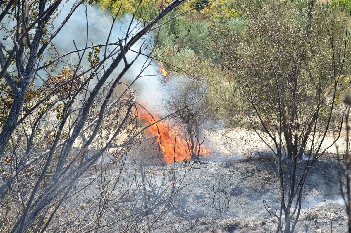 Antalya’nın Serik ilçesinde makilikten ormanlık alana, zeytin ve narenciye bahçelerine sıçrayan...