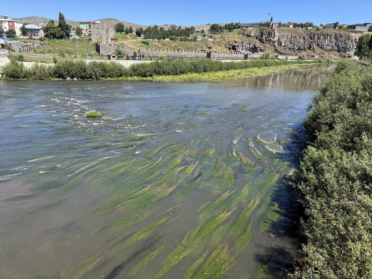 Ardahan'da hava sıcaklığının etkisiyle suyu azalan Kura Nehri'nde yoğun yosun oluştu.