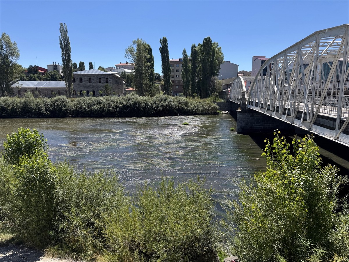 Ardahan'da hava sıcaklığının etkisiyle suyu azalan Kura Nehri'nde yoğun yosun oluştu.