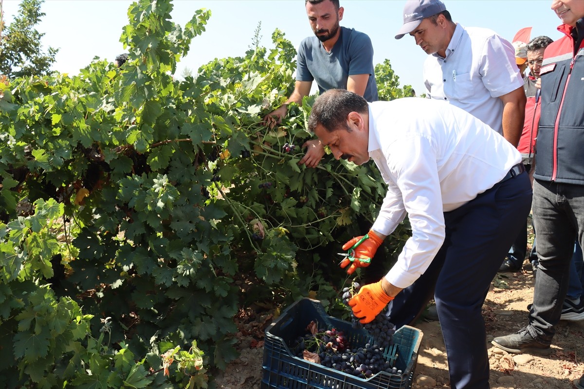 Hatay'ın Hassa ilçesinde yetiştirilen üzümler hasat edildi. Etkinliğe katılan Vali Mustafa...