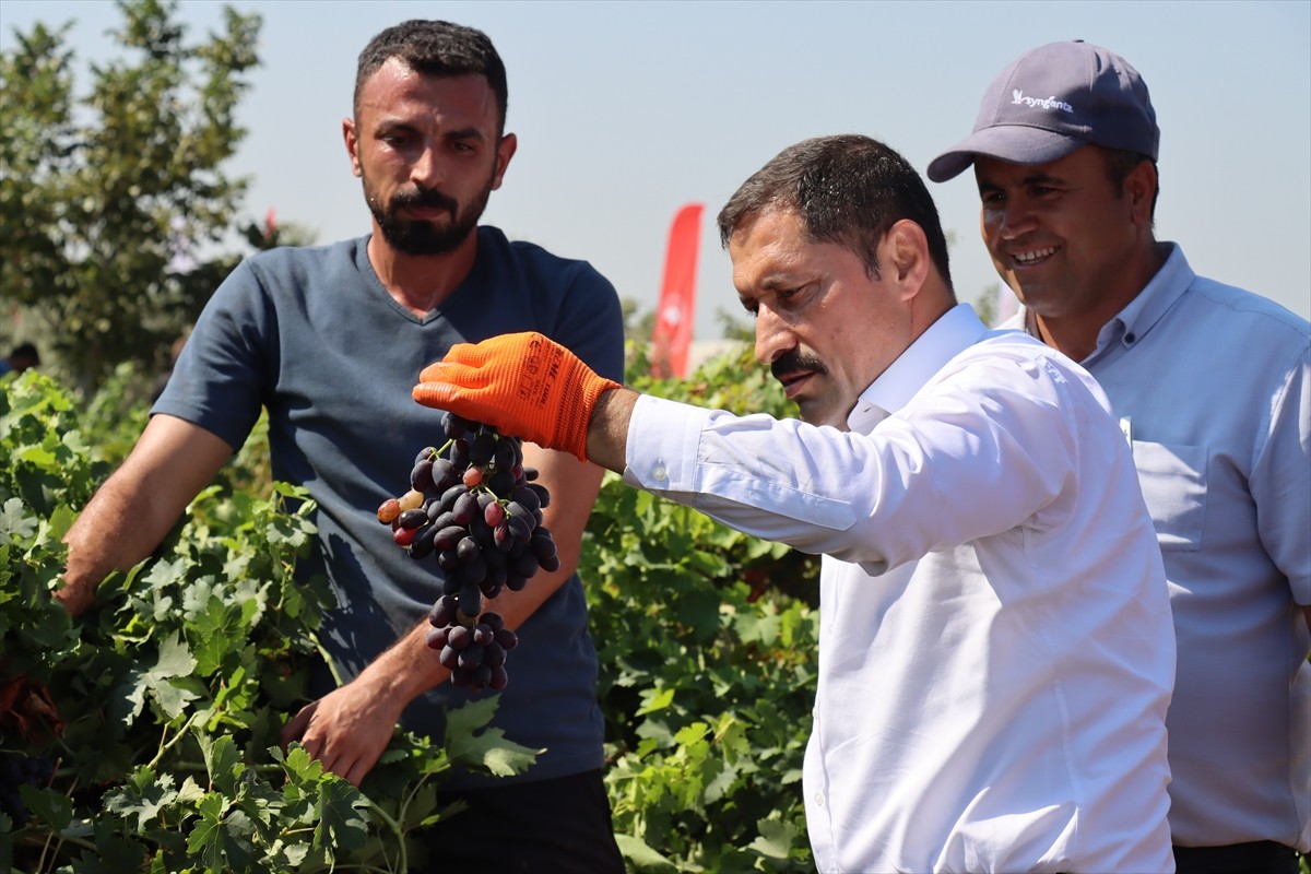 Hatay'ın Hassa ilçesinde yetiştirilen üzümler hasat edildi. Etkinliğe katılan Vali Mustafa...