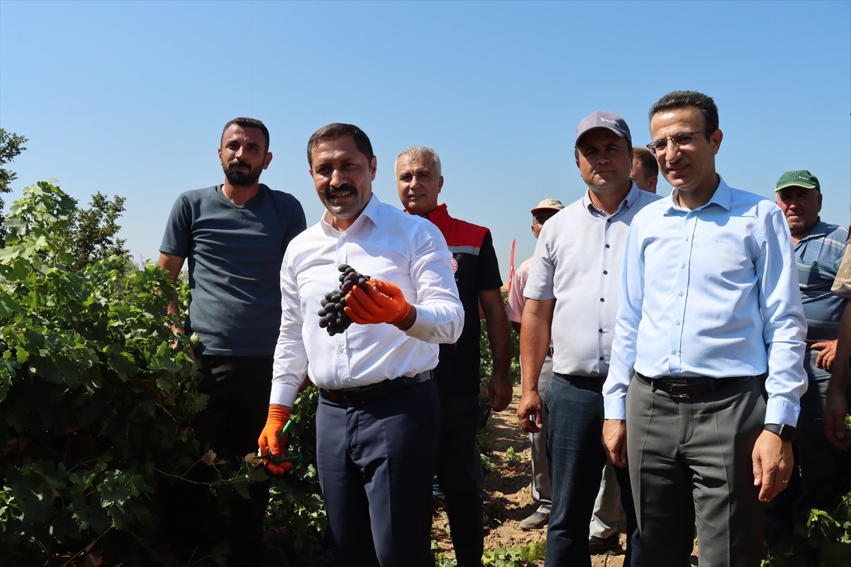 Hatay'ın Hassa ilçesinde yetiştirilen üzümler hasat edildi. Etkinliğe katılan Vali Mustafa...