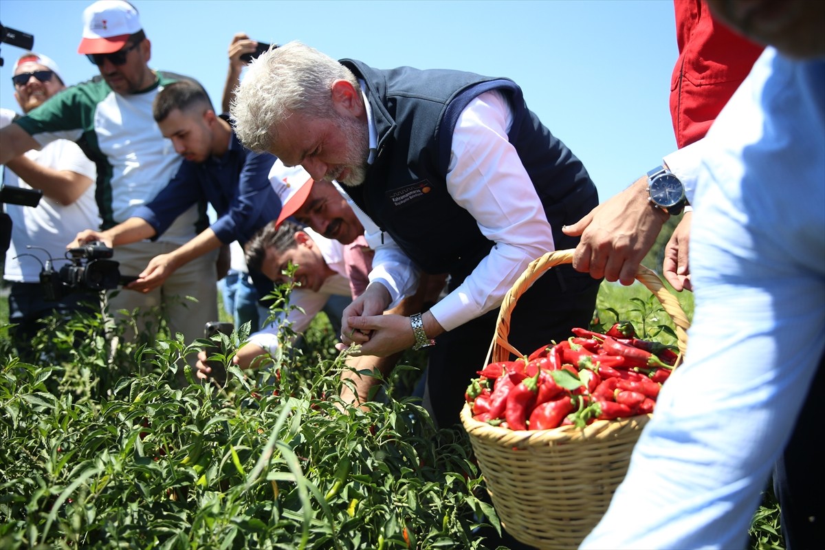 Kahramanmaraş Büyükşehir Belediyesince tarımsal üretimin artırılması projesi kapsamından kent...