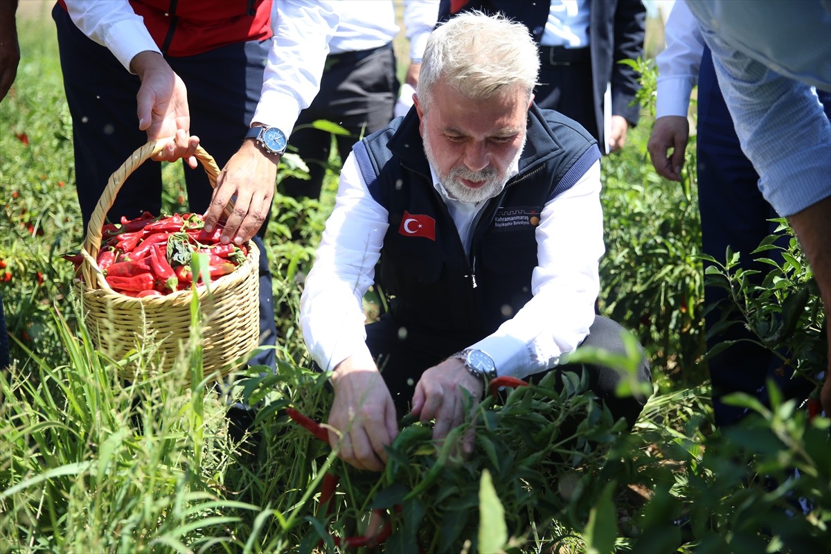 Kahramanmaraş Büyükşehir Belediyesince tarımsal üretimin artırılması projesi kapsamından kent...