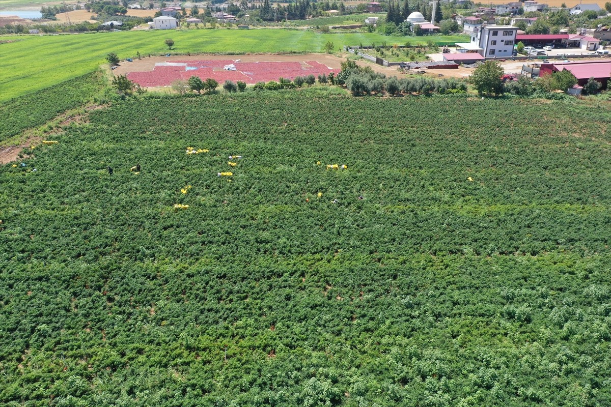 Kahramanmaraş Büyükşehir Belediyesince tarımsal üretimin artırılması projesi kapsamından kent...