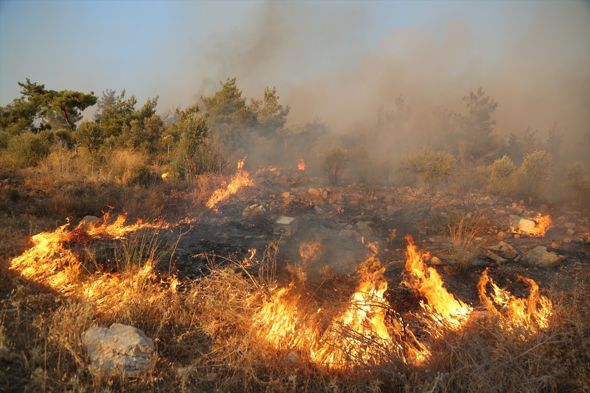 Muğla'nın Milas ilçesinde ormanlık alanda çıkan yangın söndürülmeye çalışılıyor.  