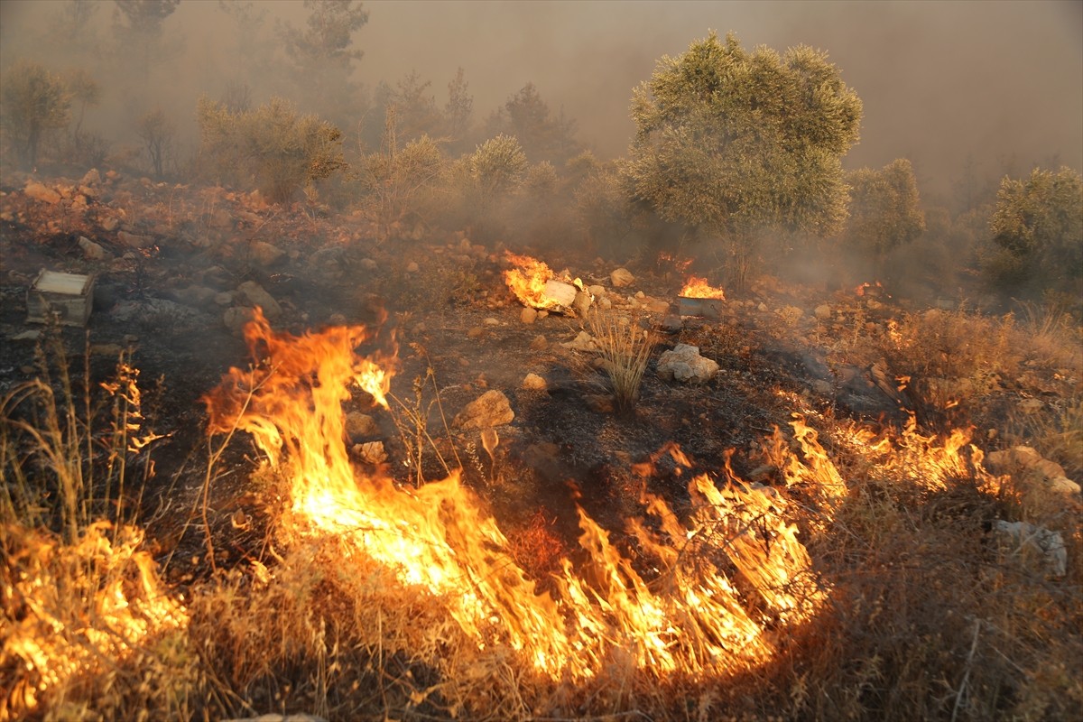 Muğla'nın Milas ilçesinde ormanlık alanda çıkan yangın söndürülmeye çalışılıyor.  