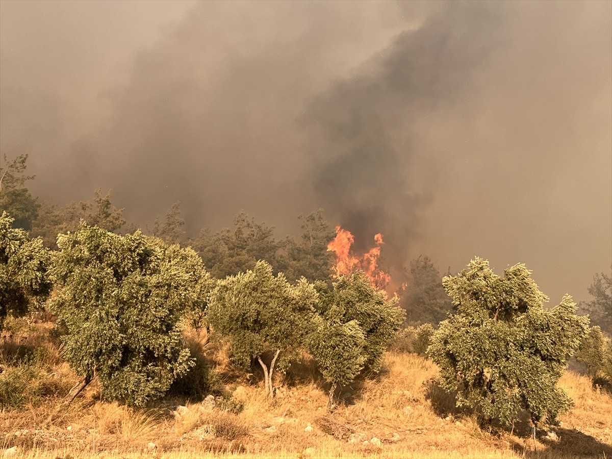 Muğla'nın Milas ilçesinde ormanlık alanda çıkan yangın söndürülmeye çalışılıyor.  