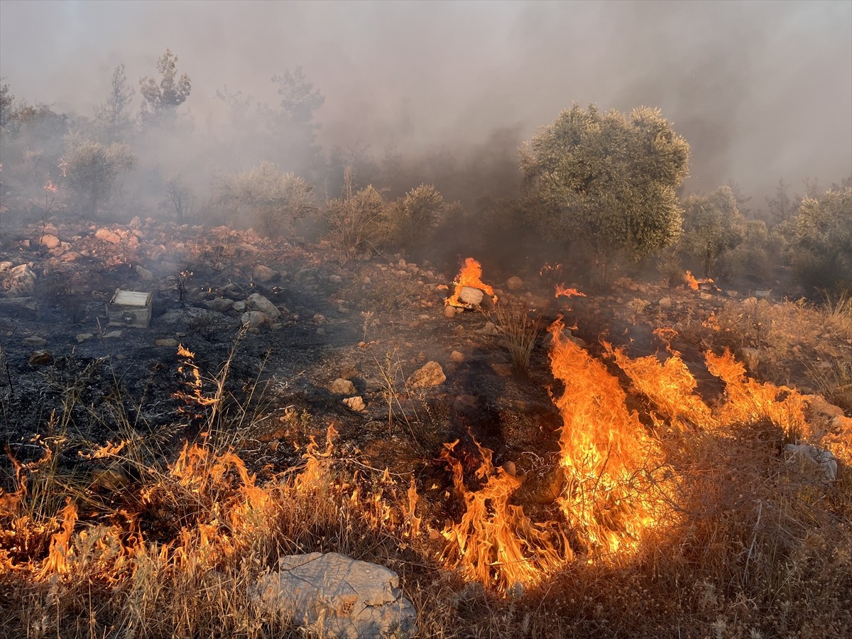 Muğla'nın Milas ilçesinde ormanlık alanda çıkan yangın söndürülmeye çalışılıyor.  