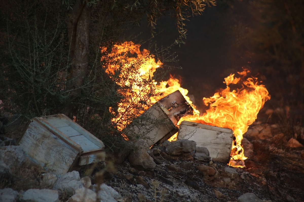 Muğla'nın Milas ilçesinde ormanlık alanda çıkan yangın söndürülmeye çalışılıyor.  