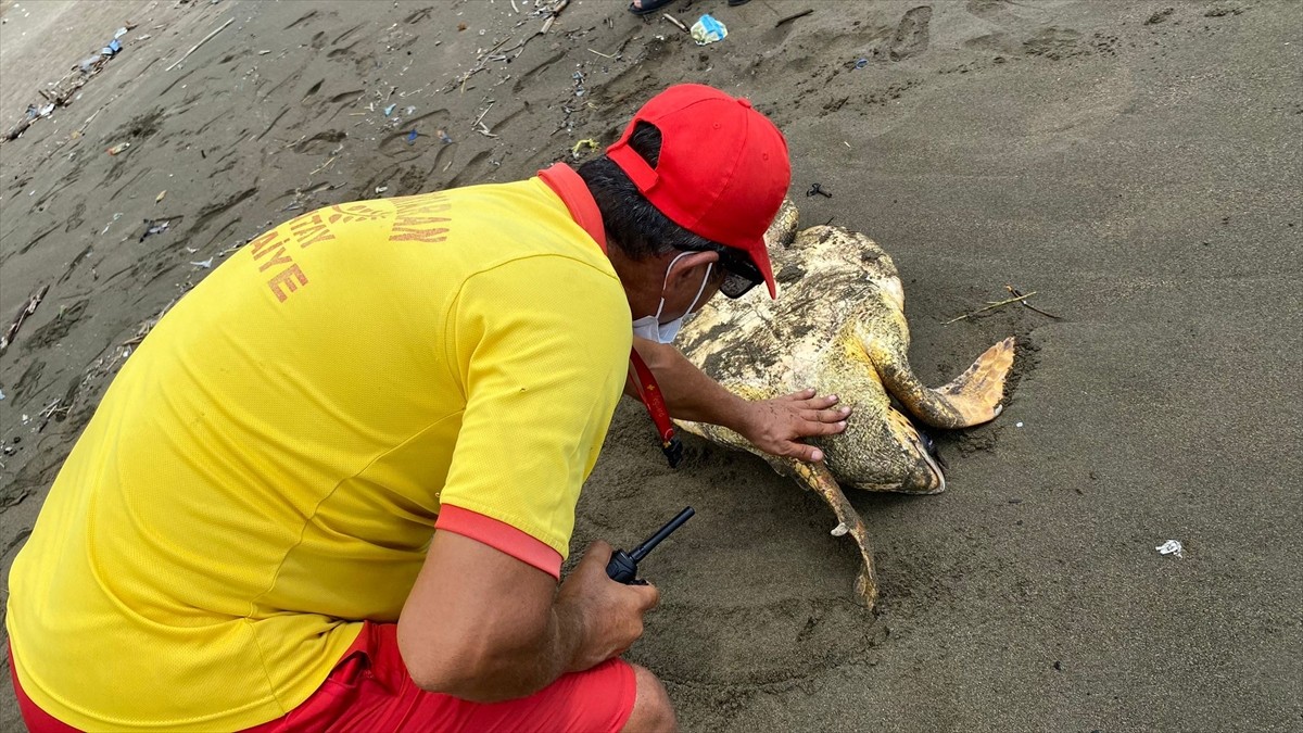 Hatay'ın Samandağ ilçesinde, kumsalda yaralı bulunan caretta caretta, tedavi edilmek üzere Hatay...