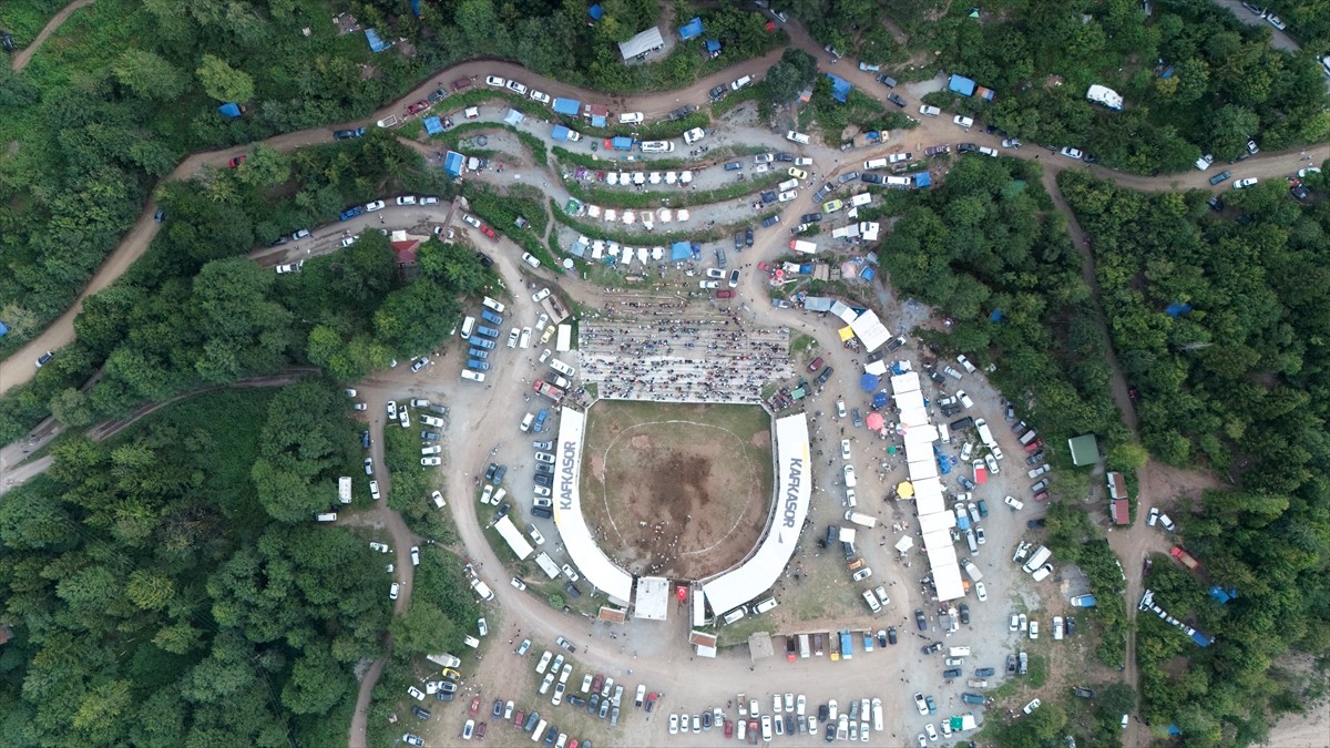 Artvin'de "8. Kafkasör Boğa Güreşleri Türkiye Şampiyonası" düzenlendi. Valilik ve Artvin...