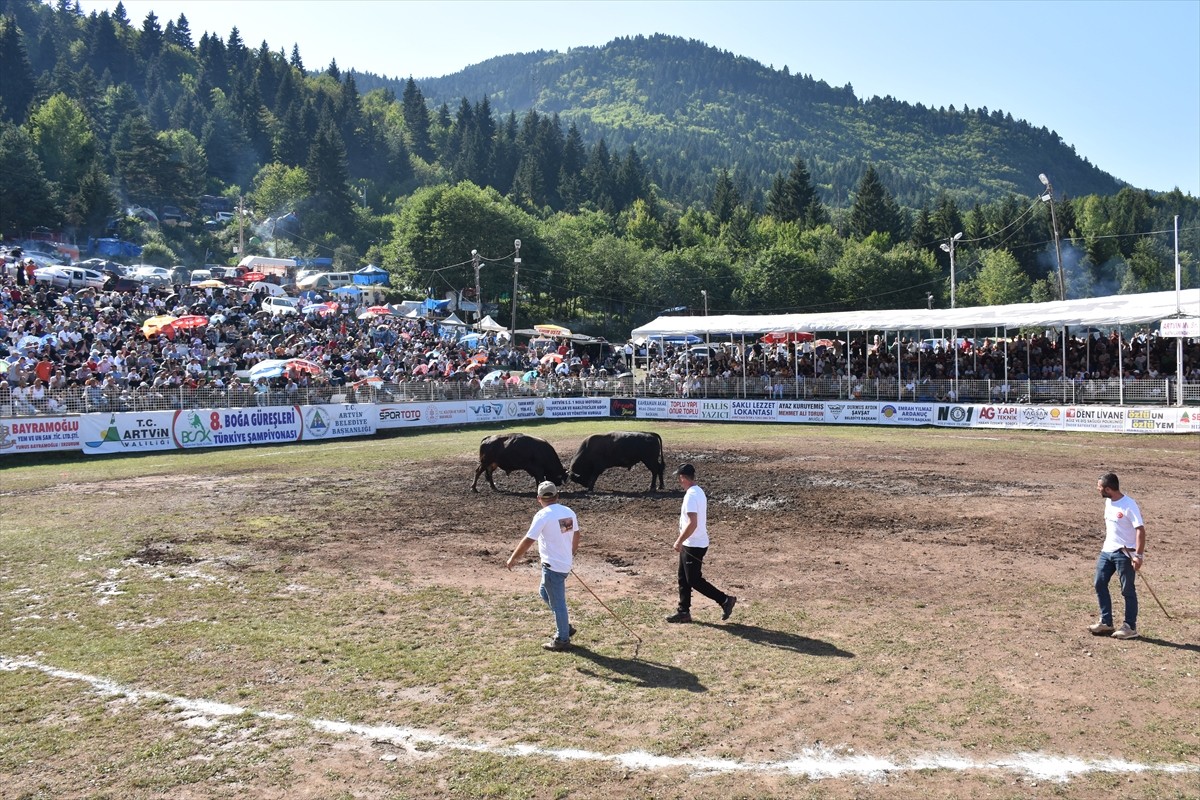 Artvin'de "8. Kafkasör Boğa Güreşleri Türkiye Şampiyonası" düzenlendi. Valilik ve Artvin...