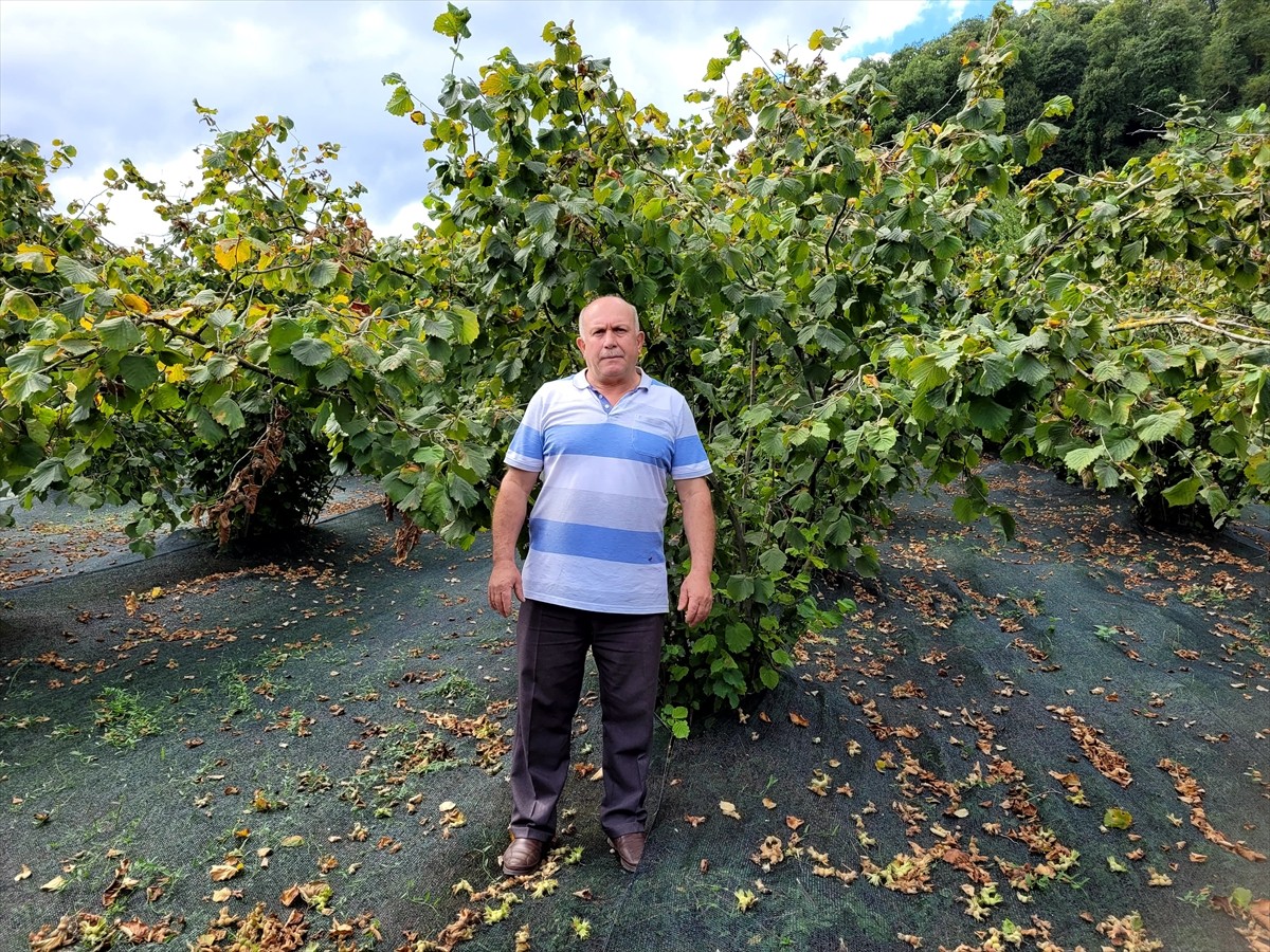 Karadeniz Bölgesi'nin en önemli tarım ürünlerinden fındıkta artan maliyetleri düşürmek isteyen...