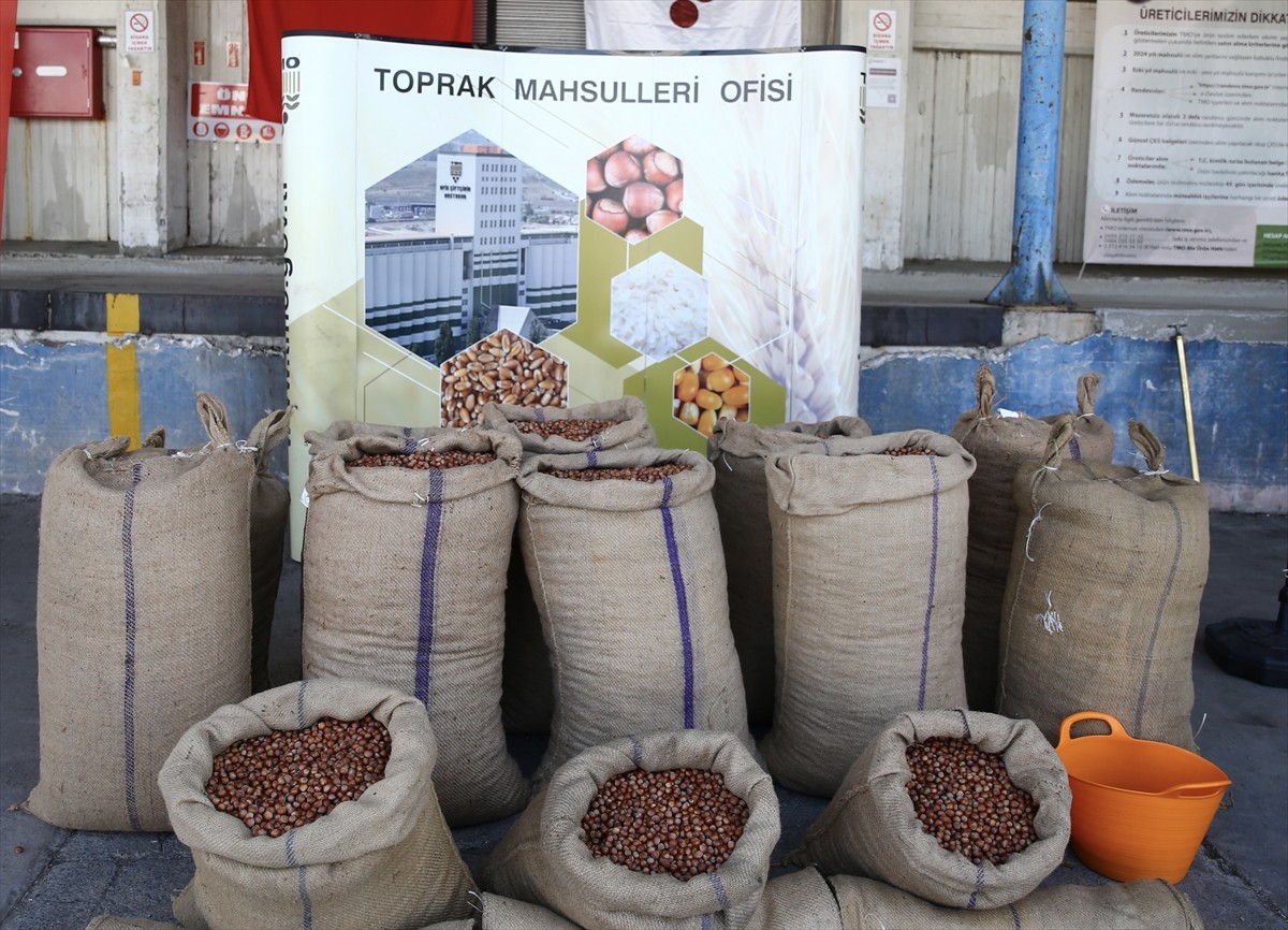 Giresun'da Toprak Mahsulleri Ofisi (TMO) 2024 ürünü fındık alımına başladı. TMO, Bulancak...