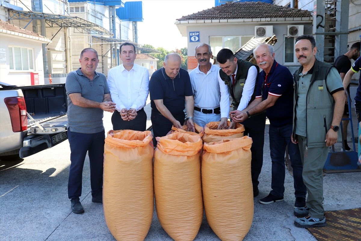 Toprak Mahsulleri Ofisi (TMO), Ordu'da 2024 ürünü fındık alımına başladı. Bahçelerinde hasadı...