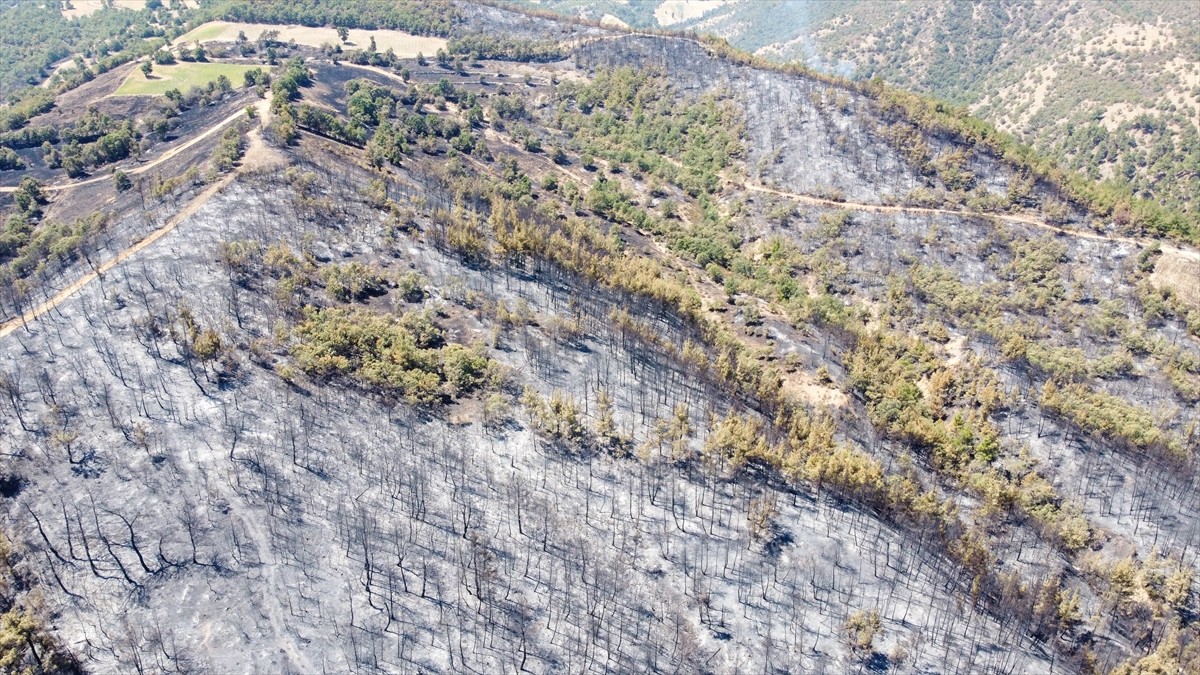 Uşak'ın Eşme ilçesinde otluk alanda başlayıp ormanlık alana sıçrayan yangında zarar gören alanlar...