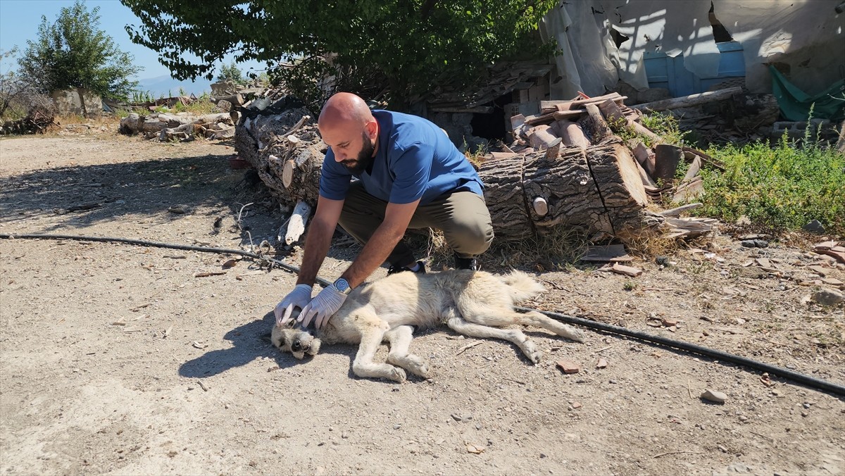 Amasya'nın Suluova ilçesinde, bağlandığı kamyonetin peşinde sürüklenerek götürülen köpek, Doğa...