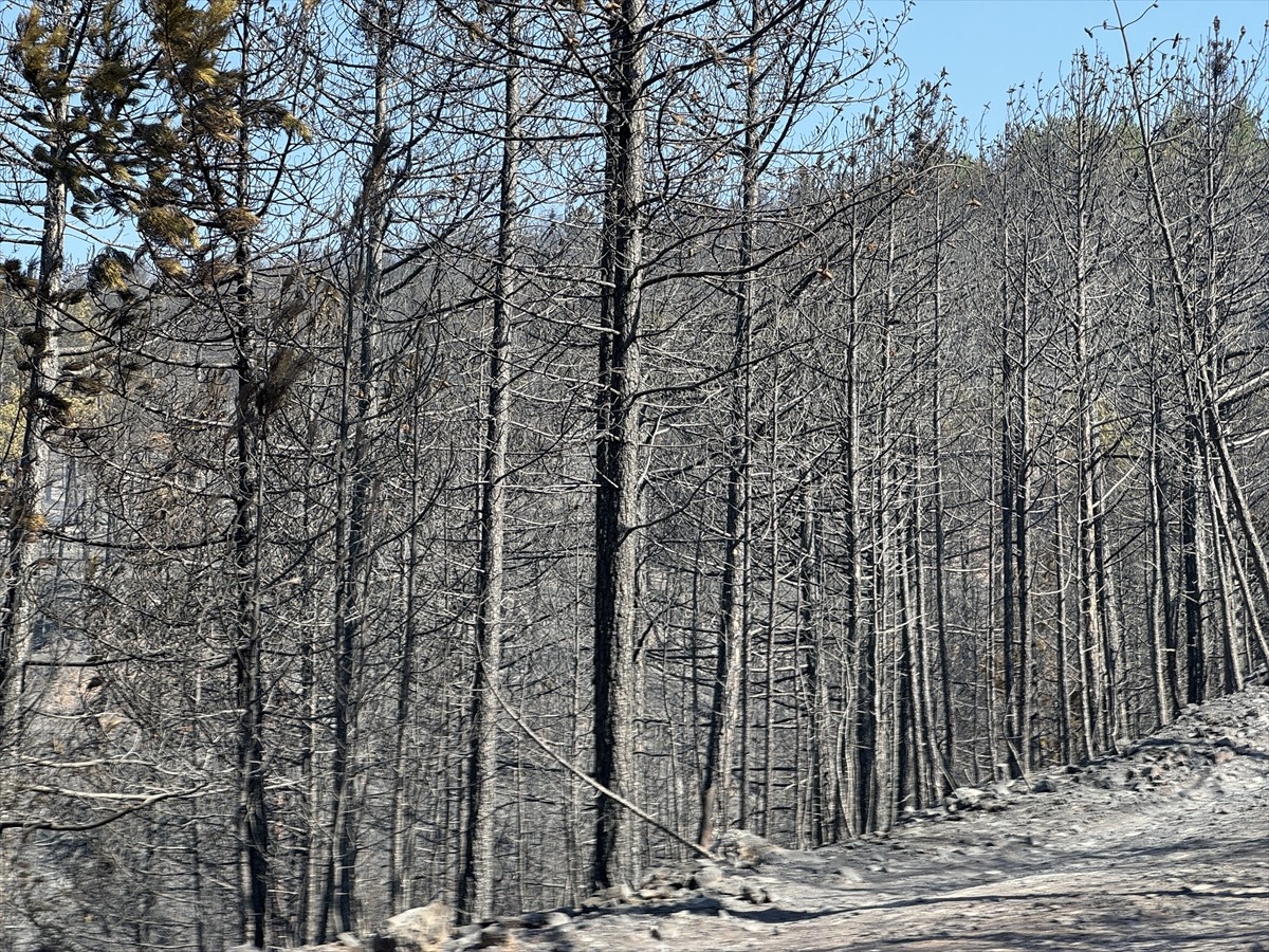 Çankırı'nın Ilgaz ilçesinde dün çıkan orman yangını kontrol altına alındı. Köyden tahliye edilip...