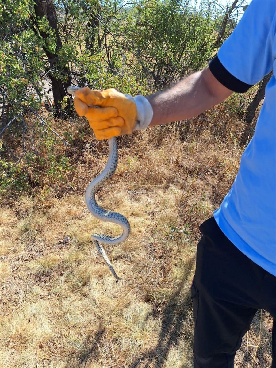 Çorum'un Alaca ilçesinde, arkeolojik kazı yapılan alanda küpün içine giren yılan, itfaiye...