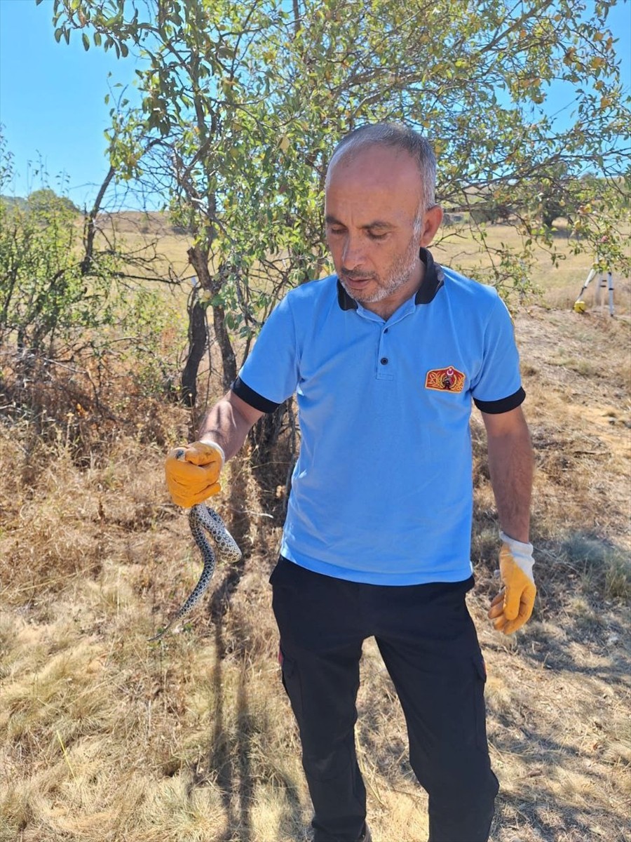 Çorum'un Alaca ilçesinde, arkeolojik kazı yapılan alanda küpün içine giren yılan, itfaiye...