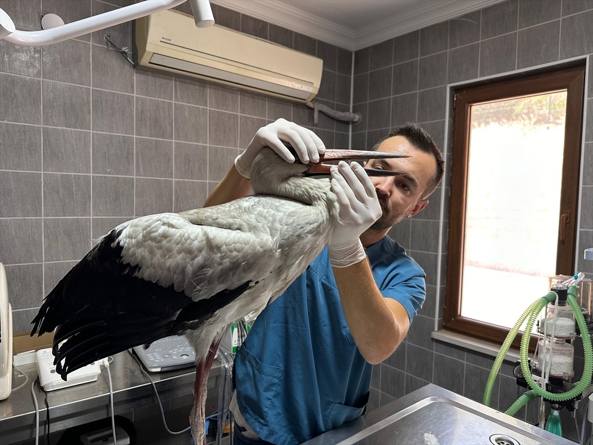 Bilecik'in Osmaneli ilçesinde yaralı bulunan leyleğin tedavisine başlandı. Elektrik akımına...