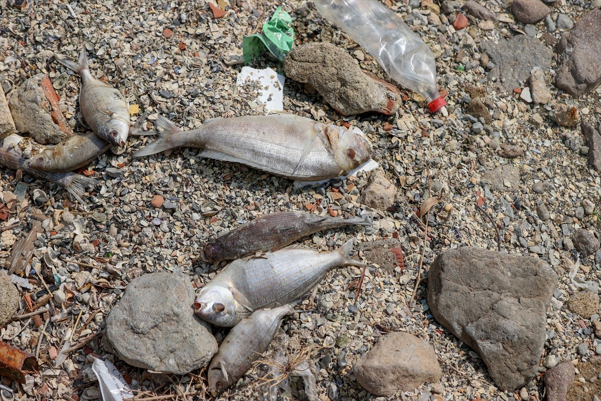 İzmir Körfezi'nde Bayraklı ilçesi sahilinde görülen balık ölümleri ve kötü koku, yayılarak...