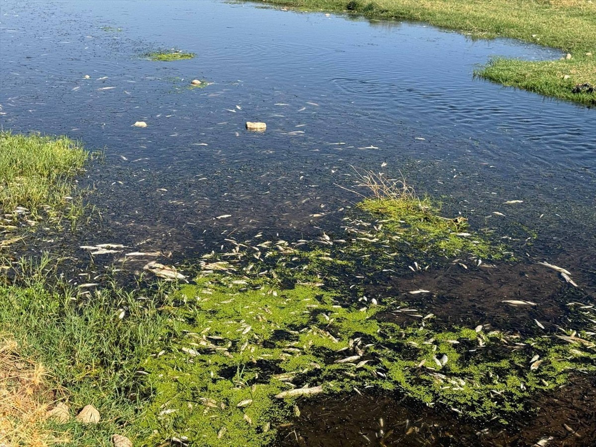 Gaziantep'in Araban ilçesindeki Karasu Deresi'nde toplu balık ölümlerine neden olduğu belirlenen...