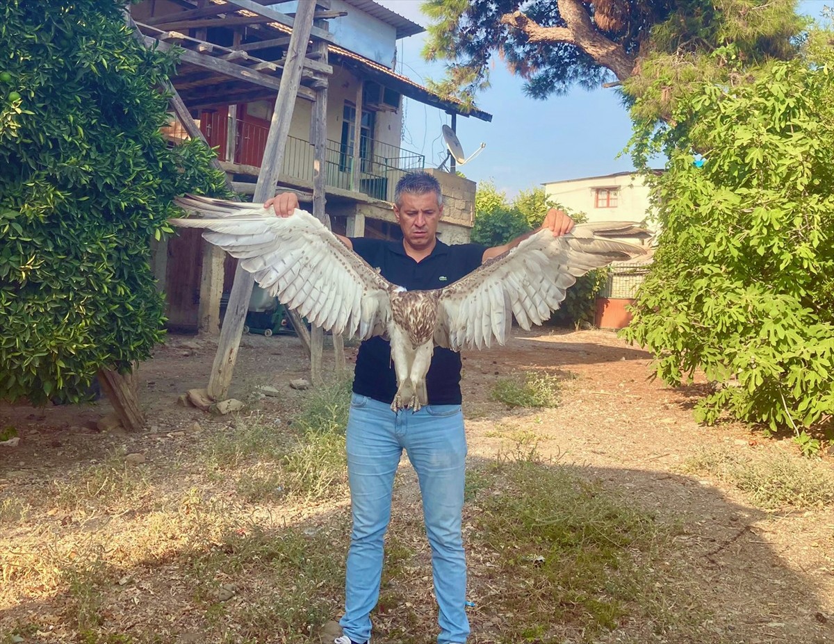 Adana'nın Kozan ilçesi Yüksekören Mahallesi'nde yaralı halde bir kartal bulundu.