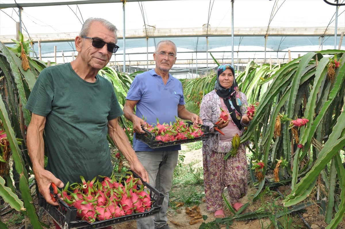 Mersin'in Silifke ilçesinde yaş meyve ve sebze ürünlerine alternatif olması amacıyla örtü altında...