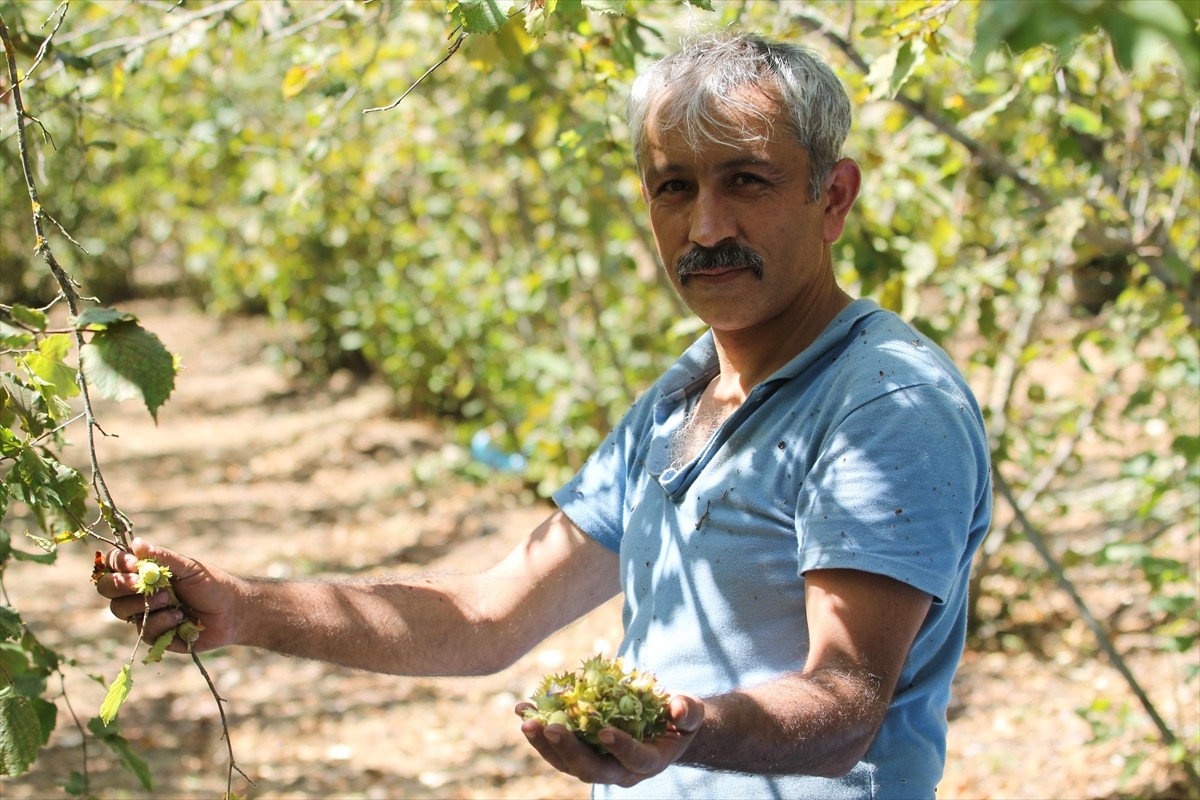 Bolu'nun Mudurnu ilçesine bağlı Taşkesti beldesinde hazırlıklarını tamamlayan üreticiler...