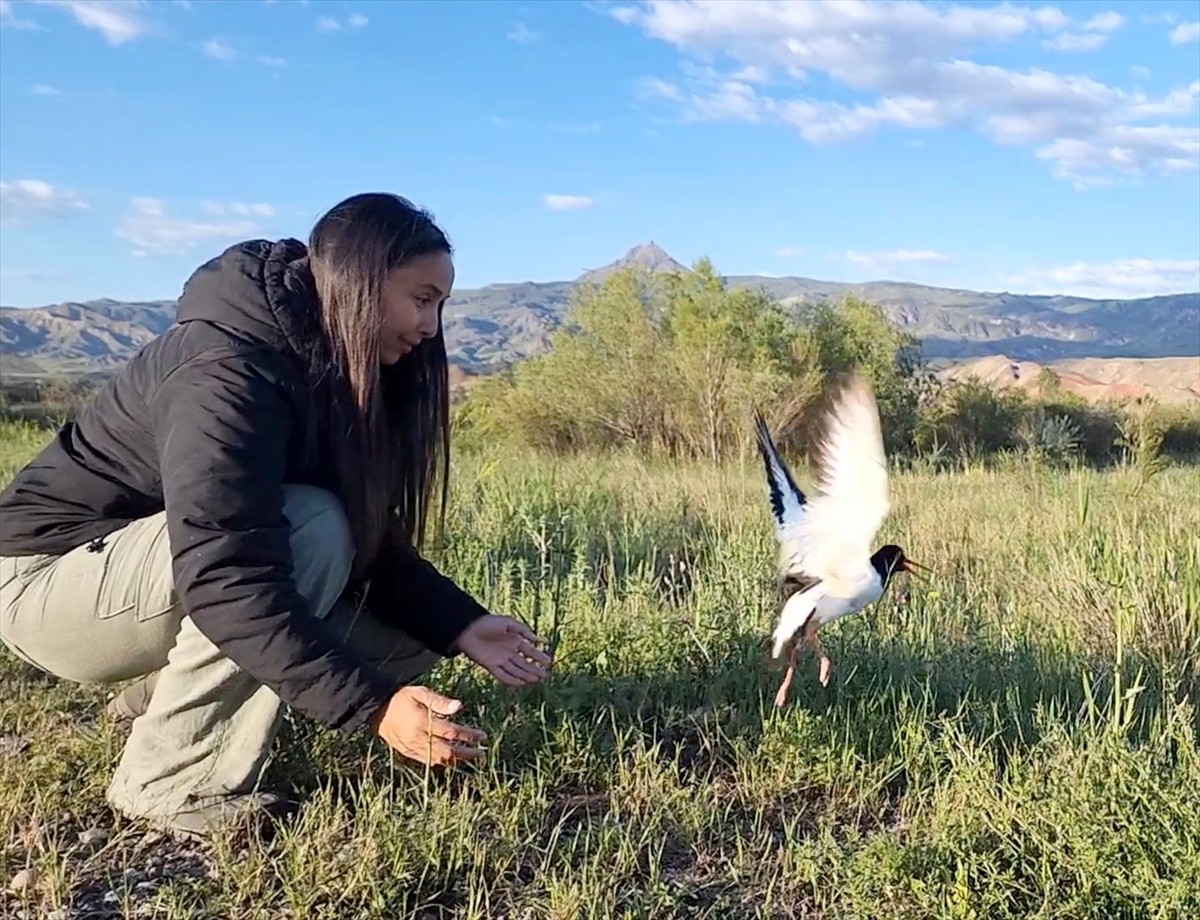 Iğdır'daki Aras Nehri'nde uydu vericisiyle takibe alınan, nesli tehlike altındaki poyraz kuşu, 5...