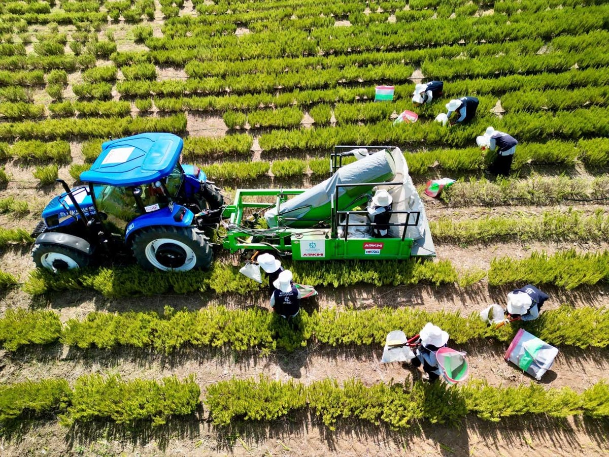 Kocaeli Büyükşehir Belediyesi tarafından hayata geçirilen "Tıbbi ve Aromatik Bitki Yetiştiriciliği...