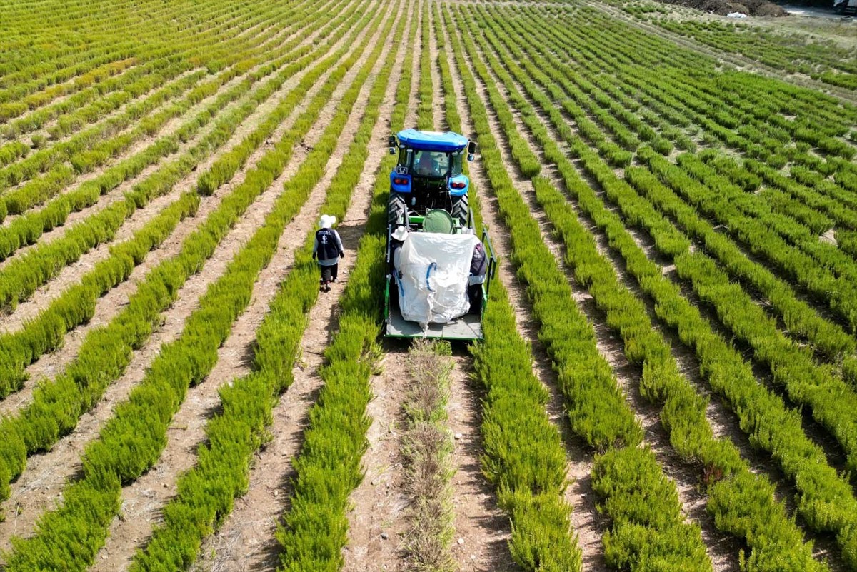 Kocaeli Büyükşehir Belediyesi tarafından hayata geçirilen "Tıbbi ve Aromatik Bitki Yetiştiriciliği...