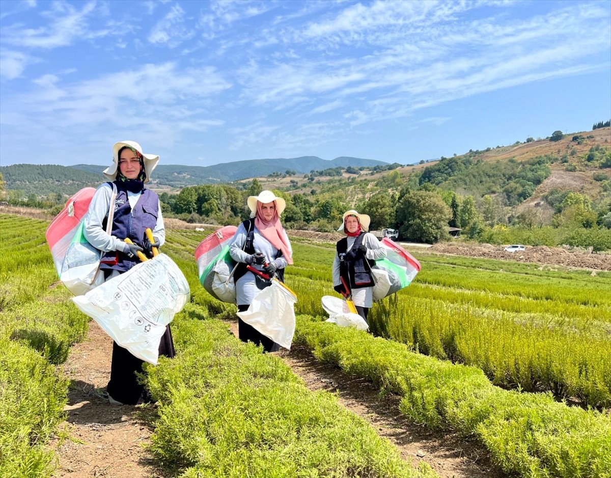 Kocaeli Büyükşehir Belediyesi tarafından hayata geçirilen "Tıbbi ve Aromatik Bitki Yetiştiriciliği...