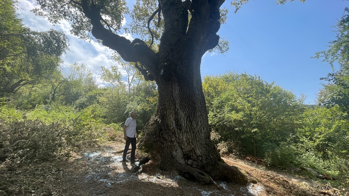 Bolu'nun Mengen ilçesinde "Türkiye'nin en yaşlı meşe ağacı" olarak tescillenen 16 metre yüksekliğe...