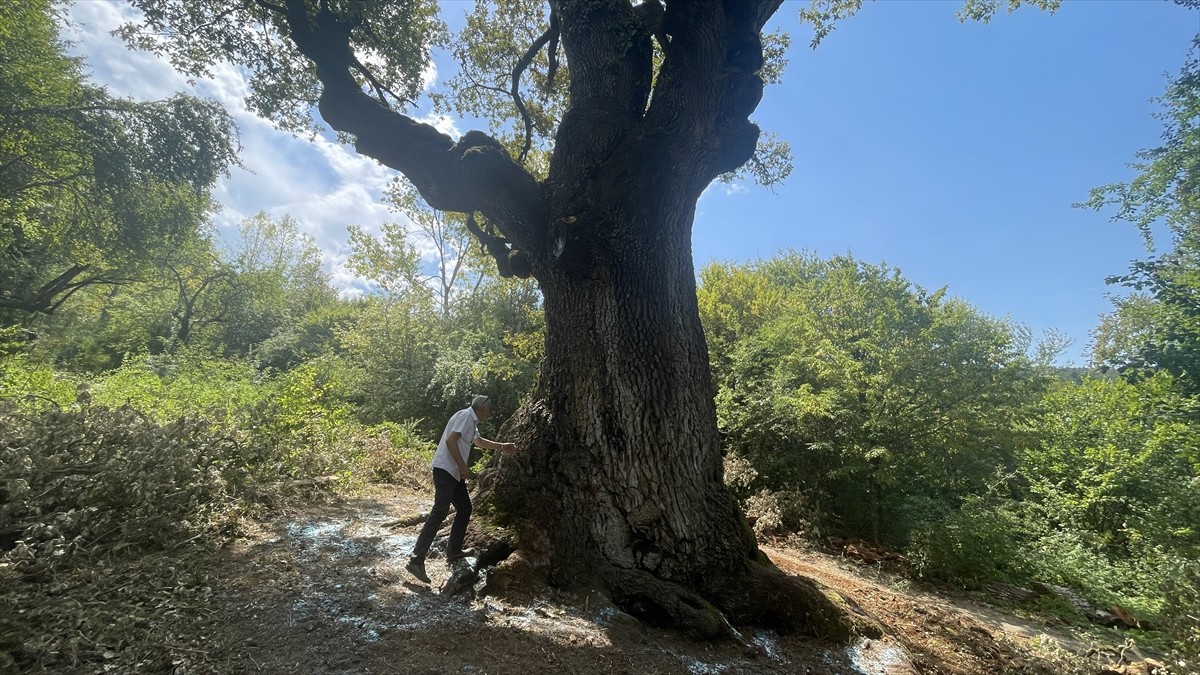 Bolu'nun Mengen ilçesinde "Türkiye'nin en yaşlı meşe ağacı" olarak tescillenen 16 metre yüksekliğe...