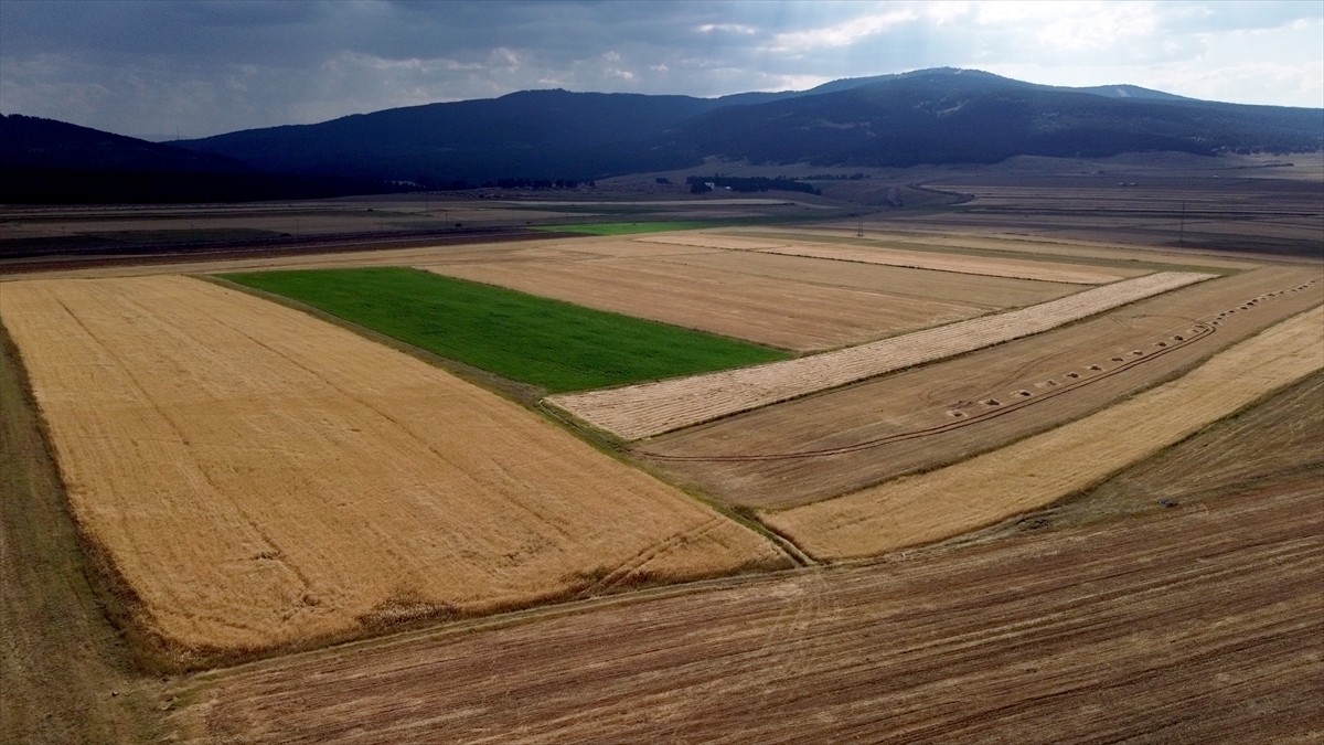 Kars İl Tarım ve Orman Müdürü Enver Aydın, kentte işlenmeyen tarım arazilerinin, oluşturulacak...