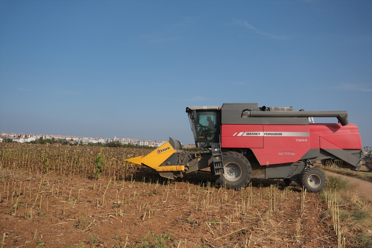 Türkiye'nin önemli ayçiçeği üretim merkezlerinden Edirne, Kırklareli ve Tekirdağ'da ayçiçeği ekili...