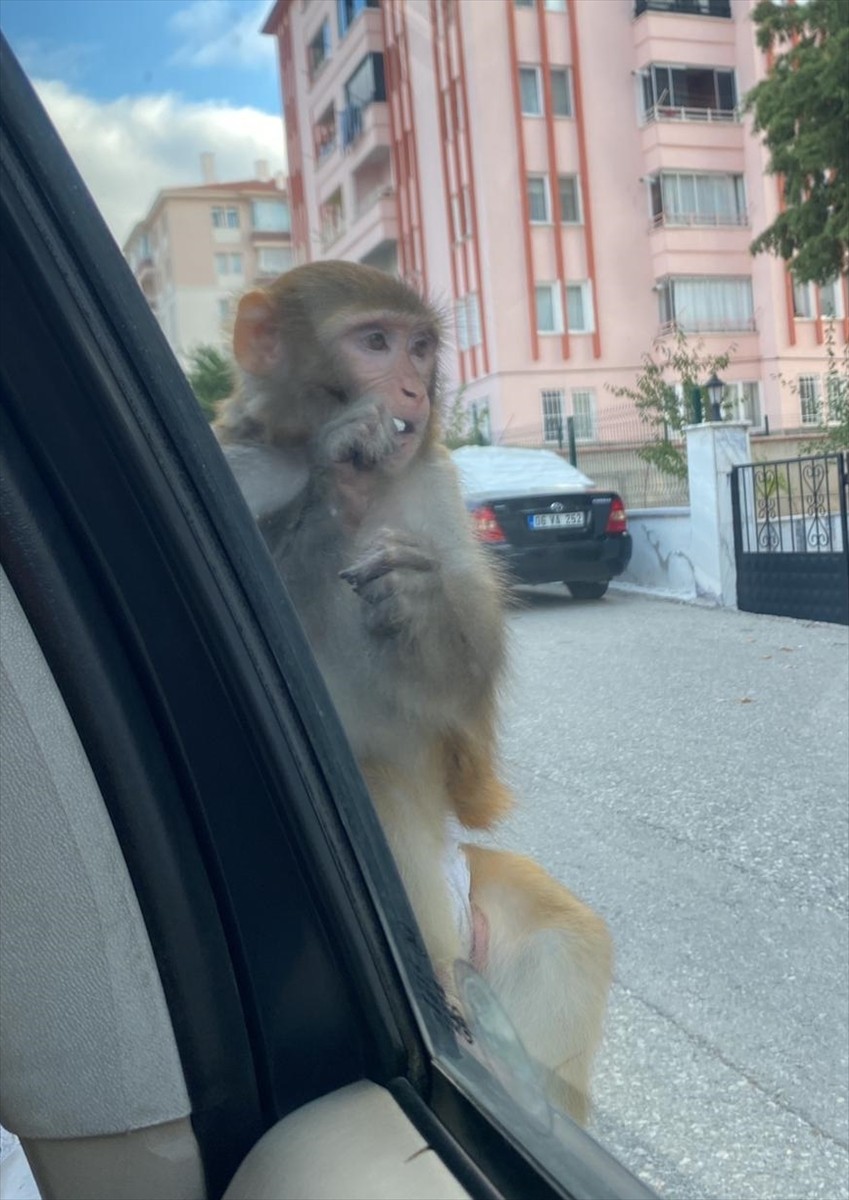 Çorum'da bir maymunun dizinden ısırması sonucu yaralanan genç kız, hastaneye kaldırıldı.